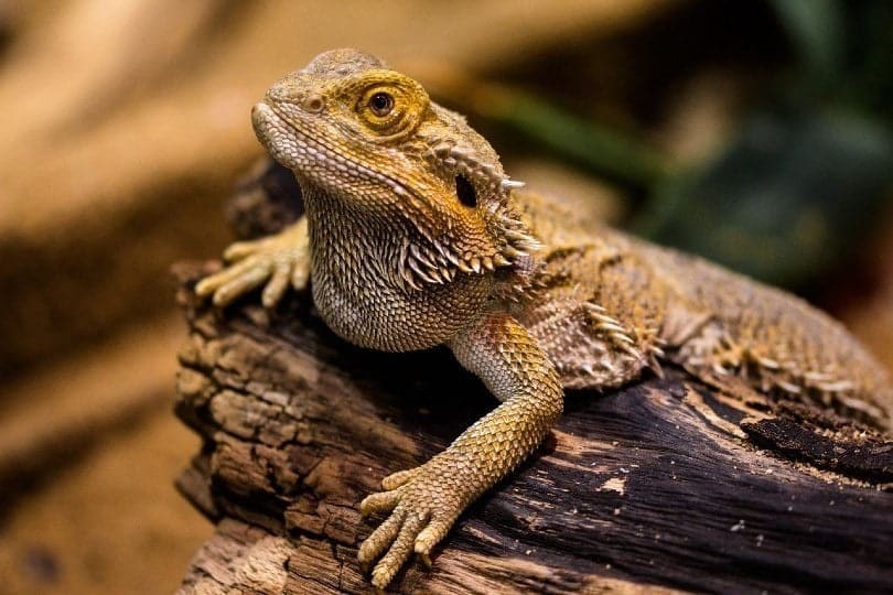 bearded dragon basking