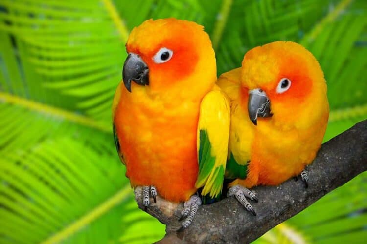 conure birds perching on a tree branch