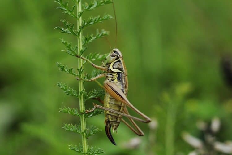 cricket climbing on green plant