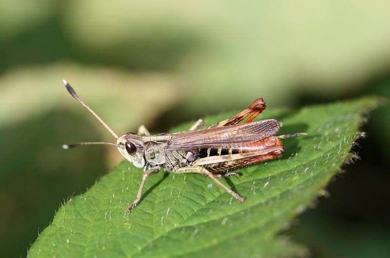 cricket on a green leaf