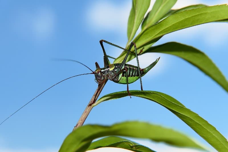 cricket on plant