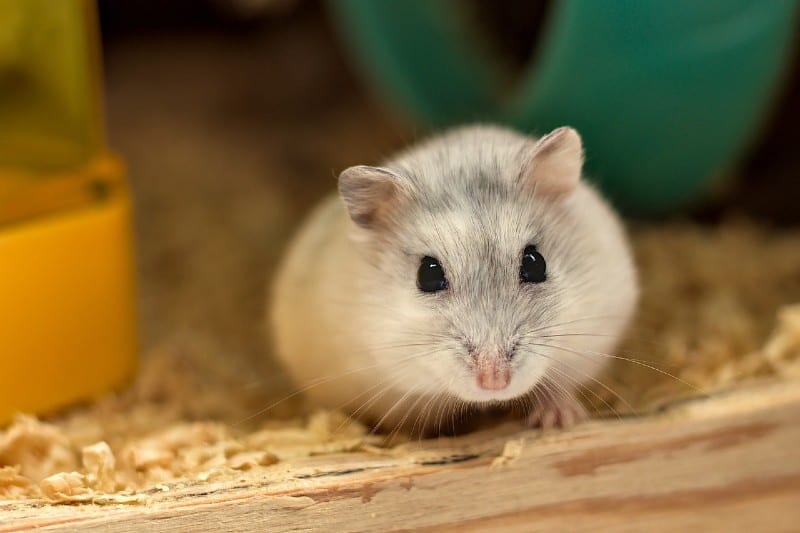 cute hamster