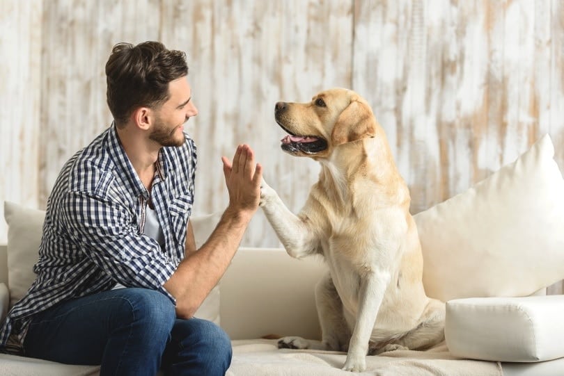 playing with dog