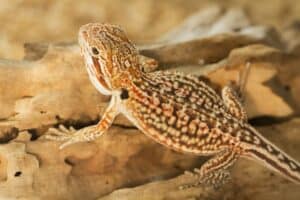 How Much Do Bearded Dragons Cost at PetSmart in 2024? Complete Guide