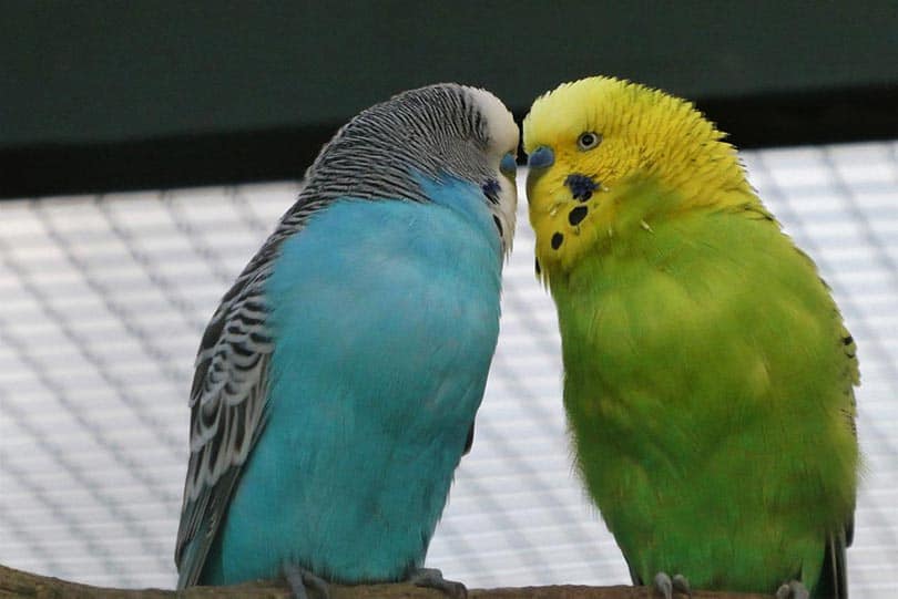 two parakeet birds in a cage