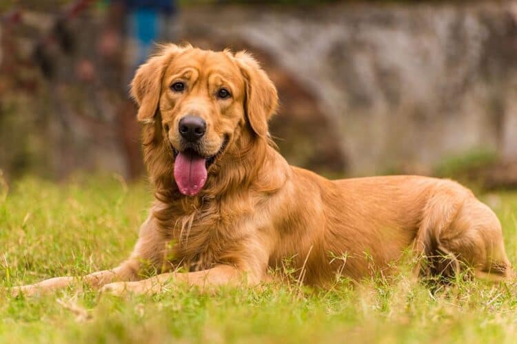A-happy-Golden-Retriever-adult-male-dog-relaxing-in-a-park