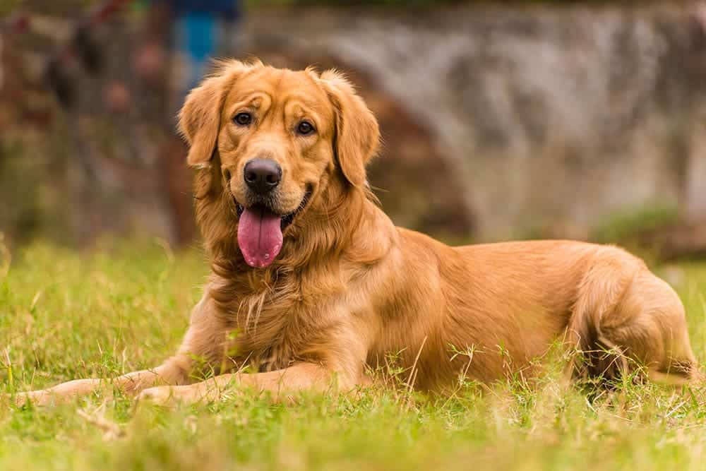 is golden retriever a good family dog