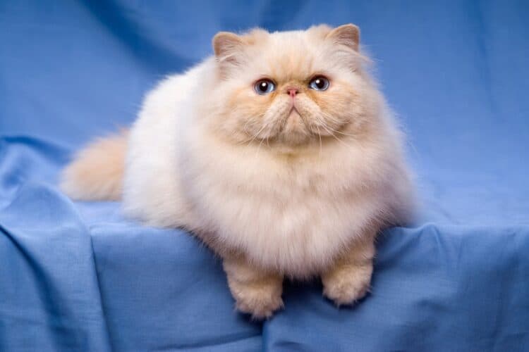 Beautiful-persian-cream-colorpoint-cat-whith-blue-eyes