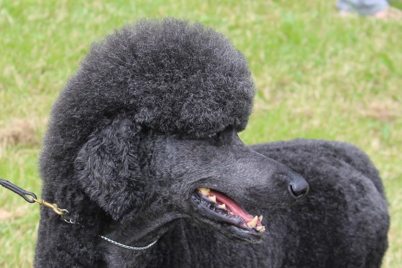 Black poodle on a leash
