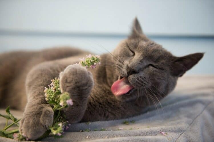 Gray-Cat-Enjoying-Fresh-Catnip_