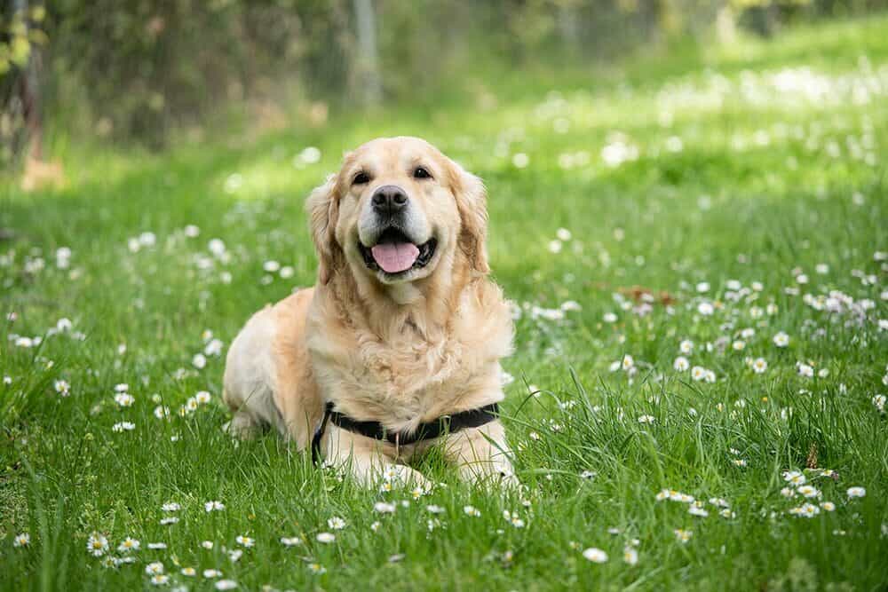 10 Most Popular Dog Breeds In Canada In 2024 With Pictures Pango Pets