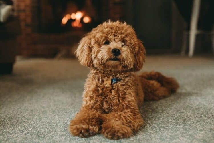 Red-and-brown-poodle-lying-on-the-floor
