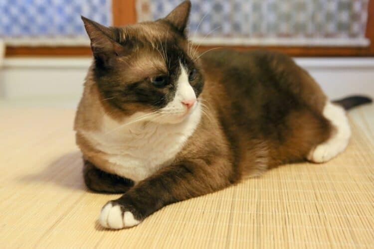 Snowshoe-cat-lying-on-woven-mat_