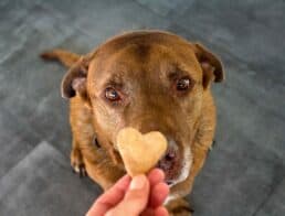 a-Labrador-dog-getting-heart-shaped-cookie-treat