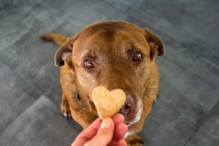 a-Labrador-dog-getting-heart-shaped-cookie-treat
