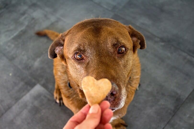 180+ Food Names for Dogs: Yummy Options for Your Pup