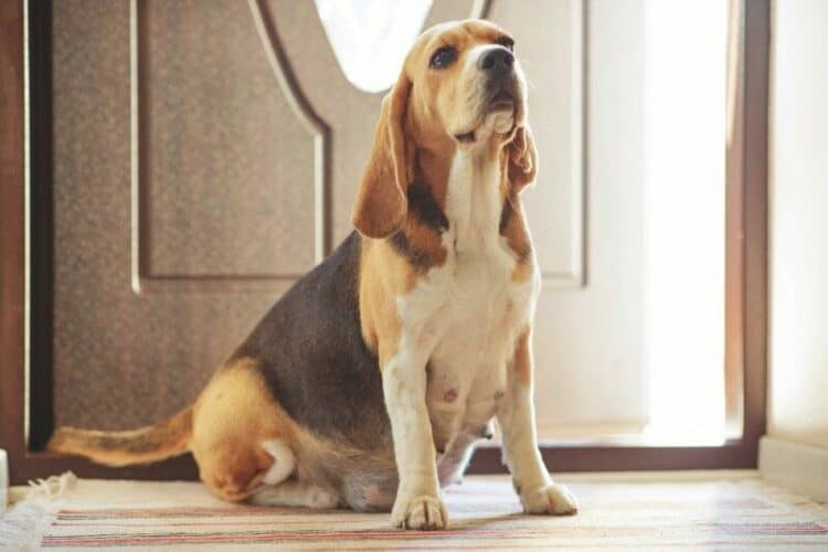 a-pregnant-beagle-dog-at-home