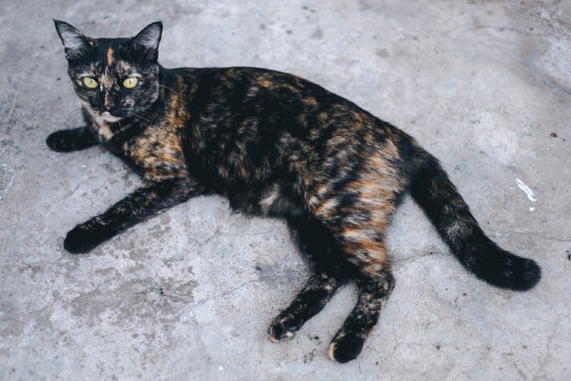 a tortoiseshell cat with visible primordial pouch lying on the ground
