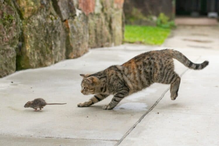 cat-hunting-mouse