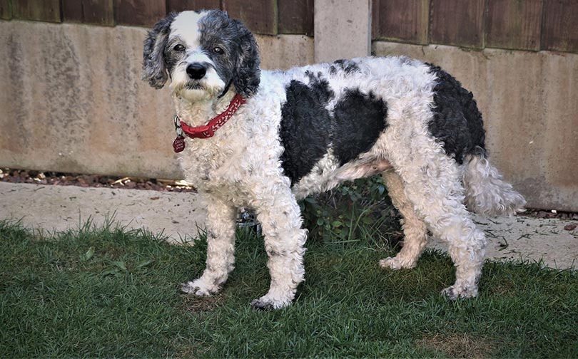 cockapoo dog standing outdoor