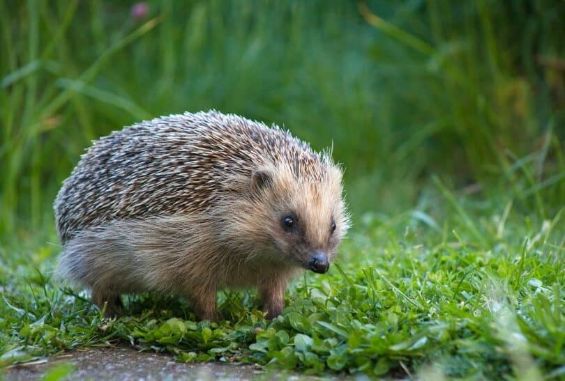 How Long Do Hedgehogs Live In The Wild & As Pets? 