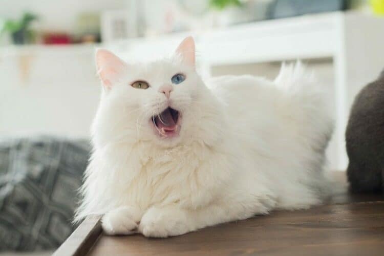 fluffy-white-cat-hiccup