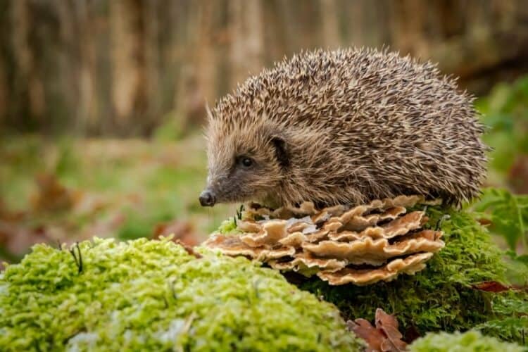 hedgehog-in-the-wild_Coatesy-Shutterstock