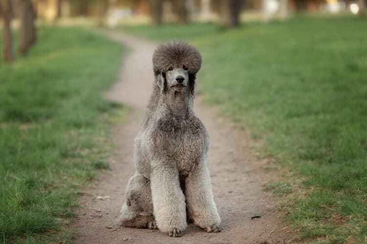 large-silver-poodle-with-a-beautiful-haircut-is-sitting-in-a-summer-glade.-Royal-poodle