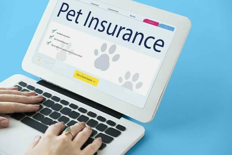 pet-insurance-website-flashed-on-the-tablet