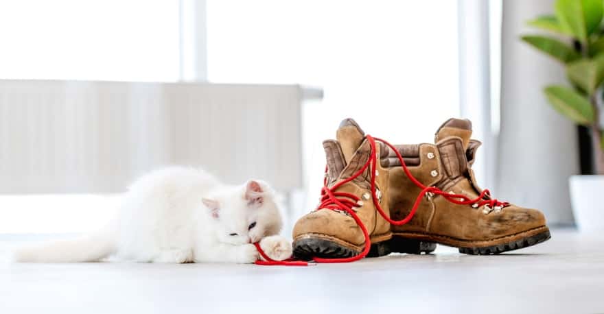 How To Get Cat Urine Out Of Leather Boots