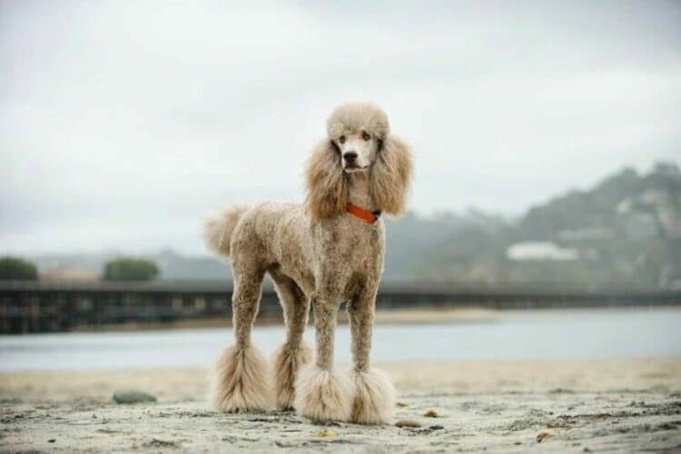 standard-poodle-at-the-beach