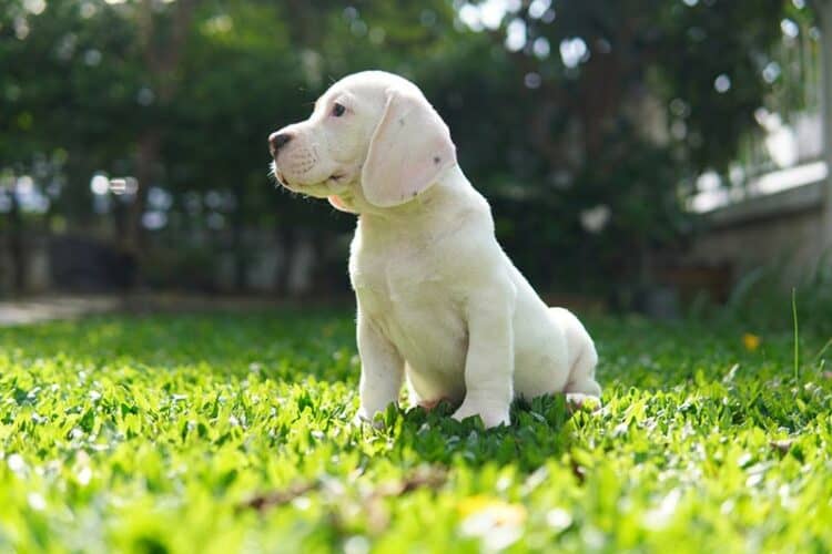white beagle puppy sitting on grass