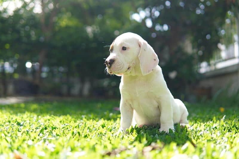 white beagle puppy sitting outdoor