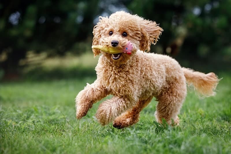 Apricot-toy-poodle-frantically-running-towards-the-camera-very-happy-playing-trained-on-green-grass-in-a-park