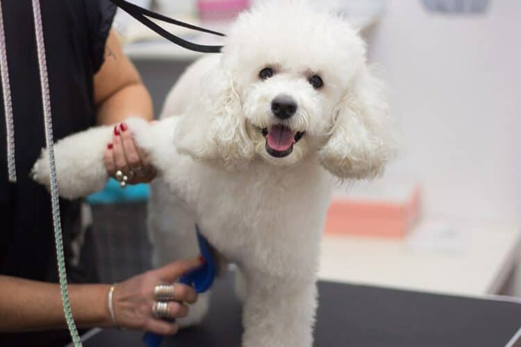 Grooming-a-little-dog-in-a-hair-salon-for-dogs.-Beautiful-white-poodle