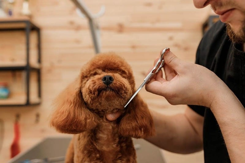 Professional-male-groomer-making-haircut-of-poodle_