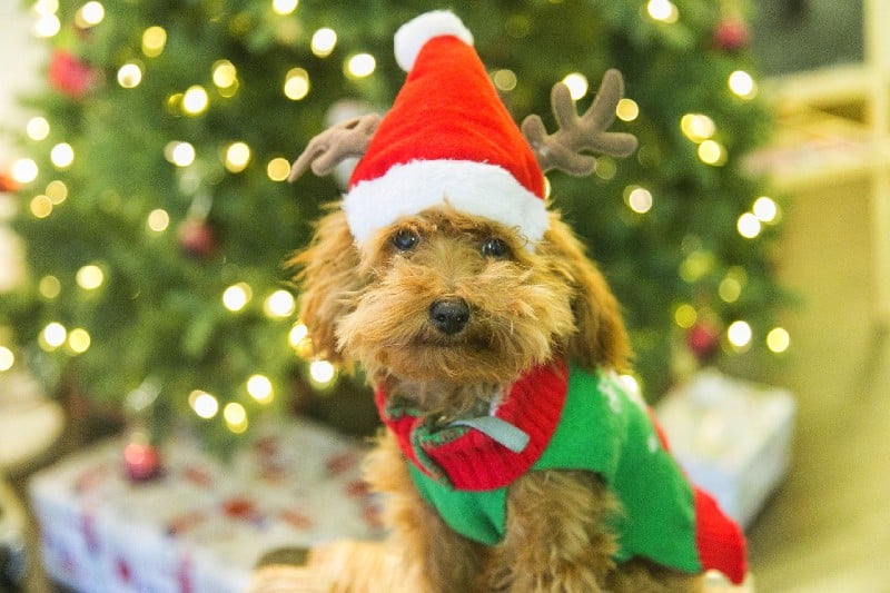 a cute dog in a reindeer costume by the christmas tree