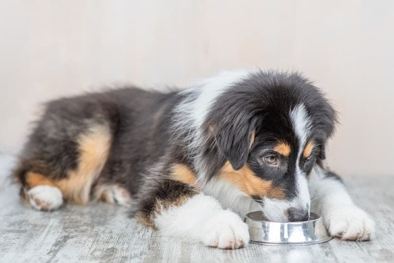 australian-shepherd-dog-eating