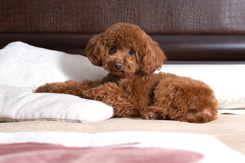brown toy poodle on couch