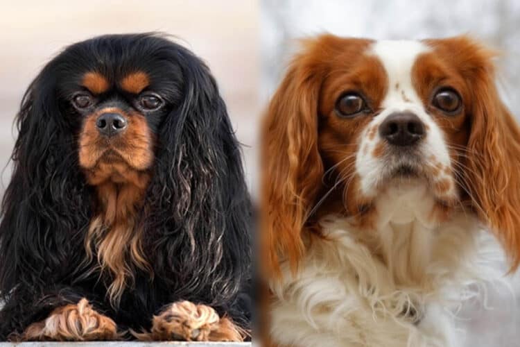 close up of a cavalier king charles spaniel face vs king charles spaniel face