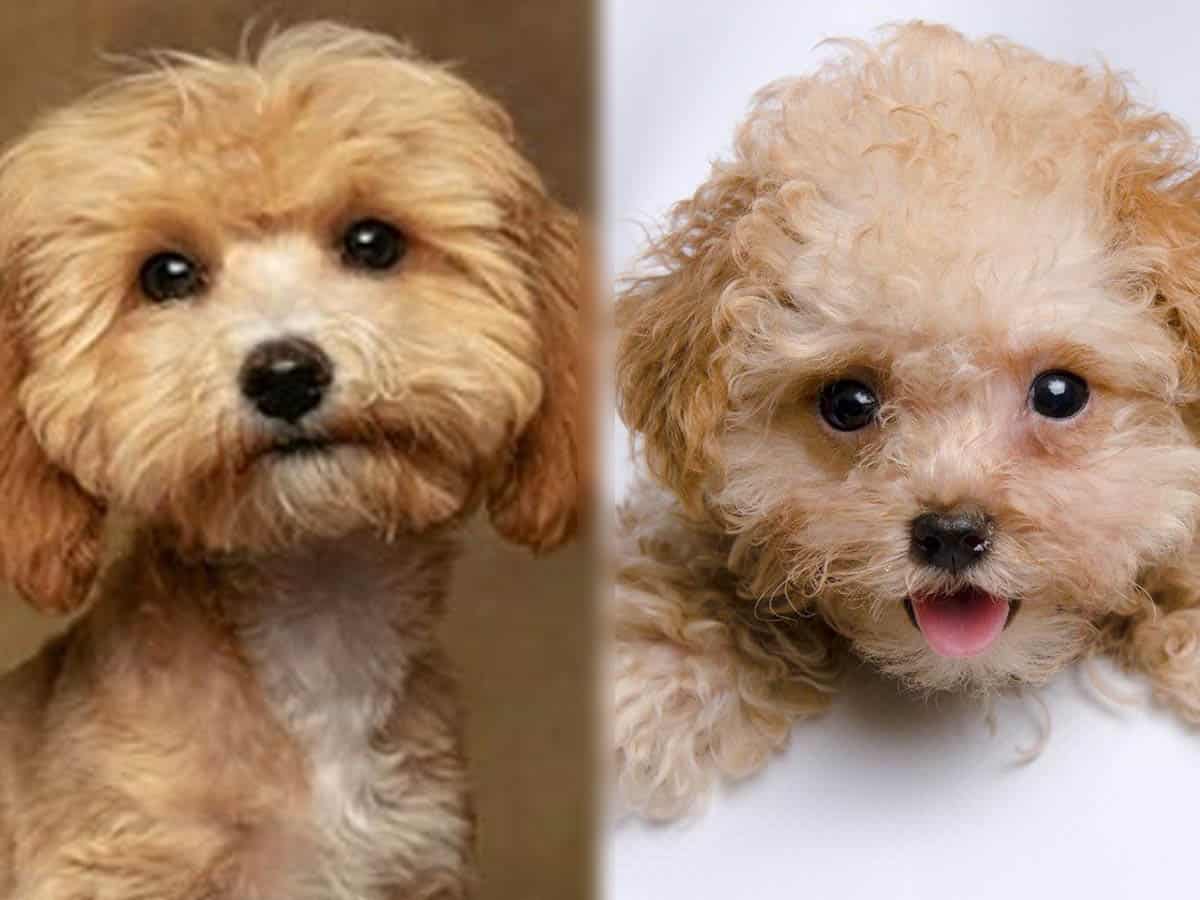 close up of a maltipoo vs toy poodle