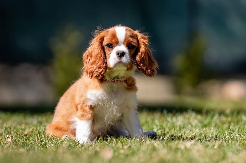 king charles spaniel puppy sitting on grass