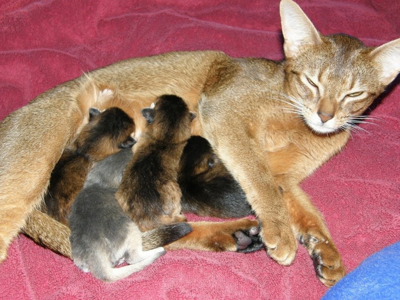 mother-cat-and-kitten_