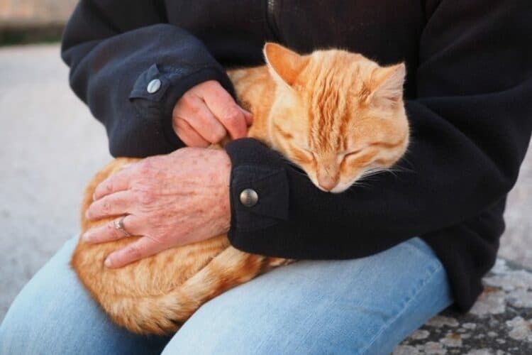 orange-cat-sleeping-in-owners-lap