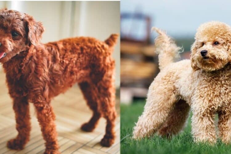 red vs apricot poodle