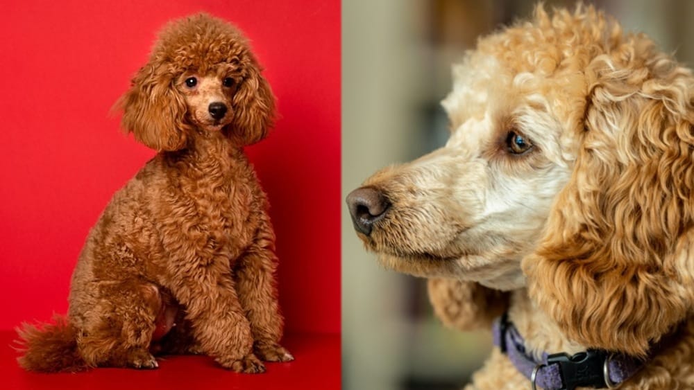 red vs apricot poodle2