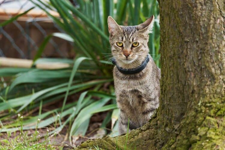 tabby-cat-with-gps-collar-sits-behind-a-tree-trunk