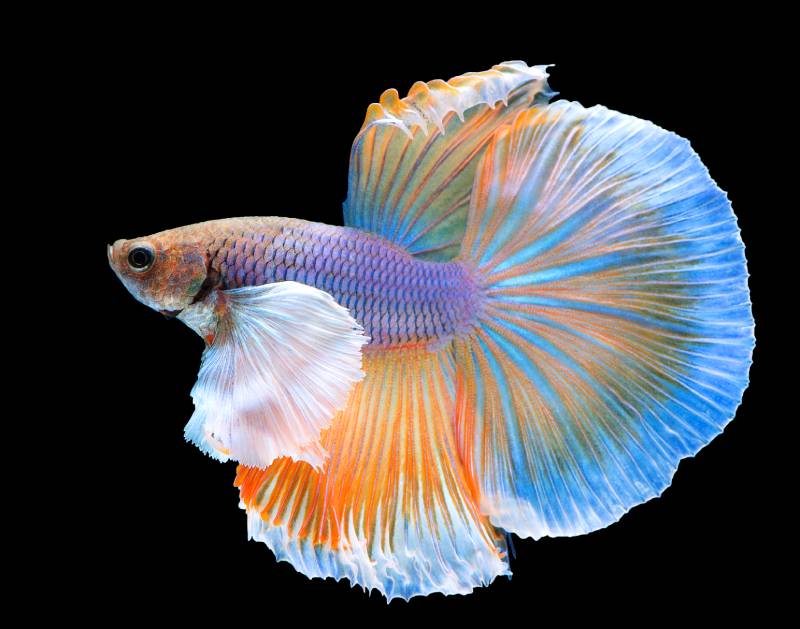 feathertail-betta-fish-in-black-background