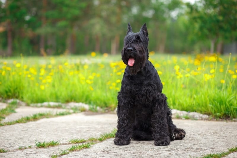 giant-schnauzer-dog-sitting