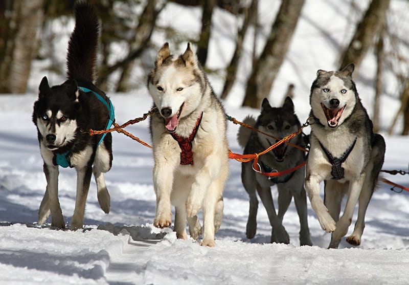 siberian husky sled dogs